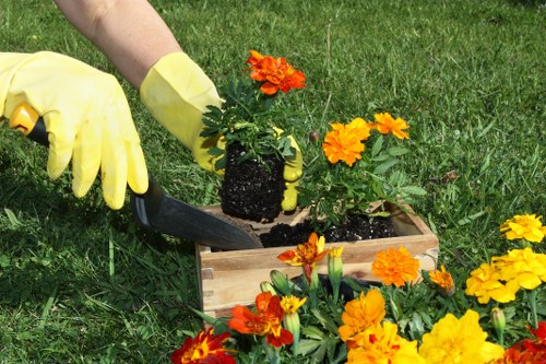 A gardener wearing yellow rubber gloves is planting a vibrant orange flowering plant into a rectangular wooden planter box filled with dark soil, situated on a well-maintained grass lawn. Surrounding the planter, there are additional orange and yellow flowering plants, creating a colourful border. The background features lush green grass and suggests a private garden or outdoor space. The scene is illuminated by natural daylight, indicating a clear weather condition. The setup highlights typical garden maintenance activities such as planting and flower bed enhancement, aligning with professional gardening services offered by Garden Maintenance Abbey Wood for properties in the Abbey Wood area of London or nearby postcode regions.