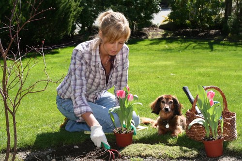 Seasonal lawn care tips