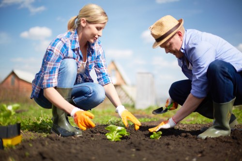 In a bright, outdoor garden space with a clear blue sky and a few scattered clouds, two individuals are actively engaged in planting a small leafy green vegetable or plant in freshly turned dark soil. The woman, dressed in a blue plaid shirt, blue jeans, and wearing yellow gardening gloves, is leaning forward, carefully positioning the plant while smiling. The man, wearing a light blue shirt, dark trousers, green rubber boots, and a straw hat, is also kneeling on the ground, assisting with the planting process. Behind them, the garden features a well-maintained lawn area, bordered by a low hedge or shrubbery, and a backdrop of residential buildings typical of Abbey Wood. The scene captures a moment of outdoor gardening activity, highlighting garden beds, soil, and plant growth, with natural daylight illuminating the space, suggesting a mild weather day suitable for gardening services offered by Garden Maintenance Abbey Wood.